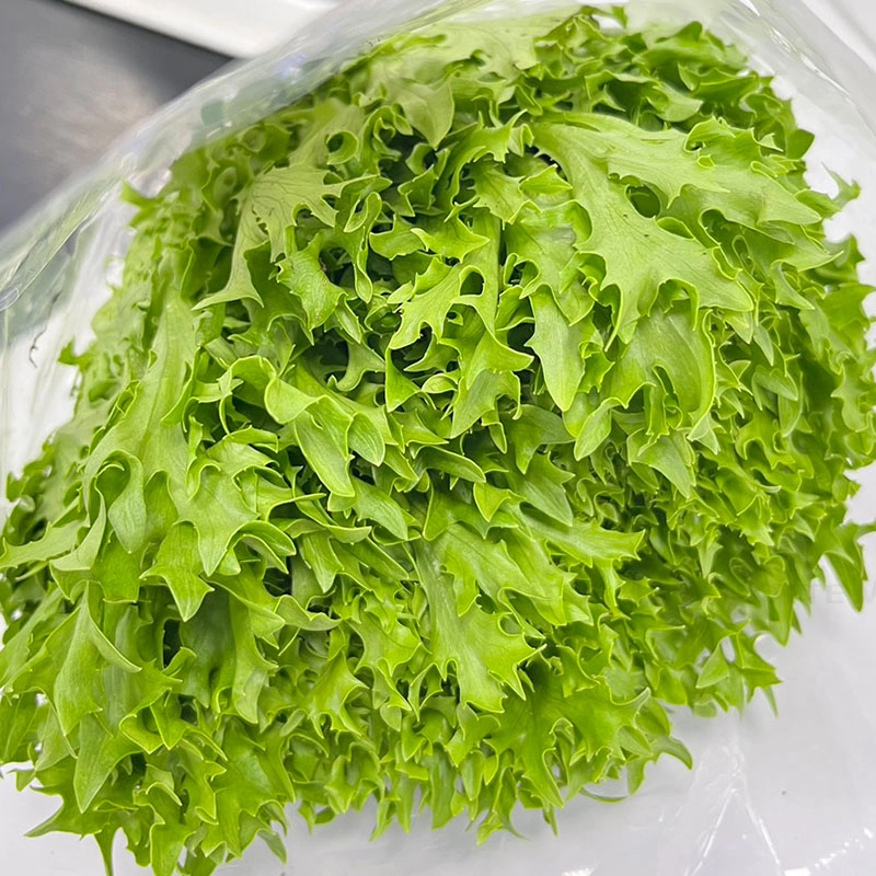 VITEC FARM 수경재배 산호상추 150G 3