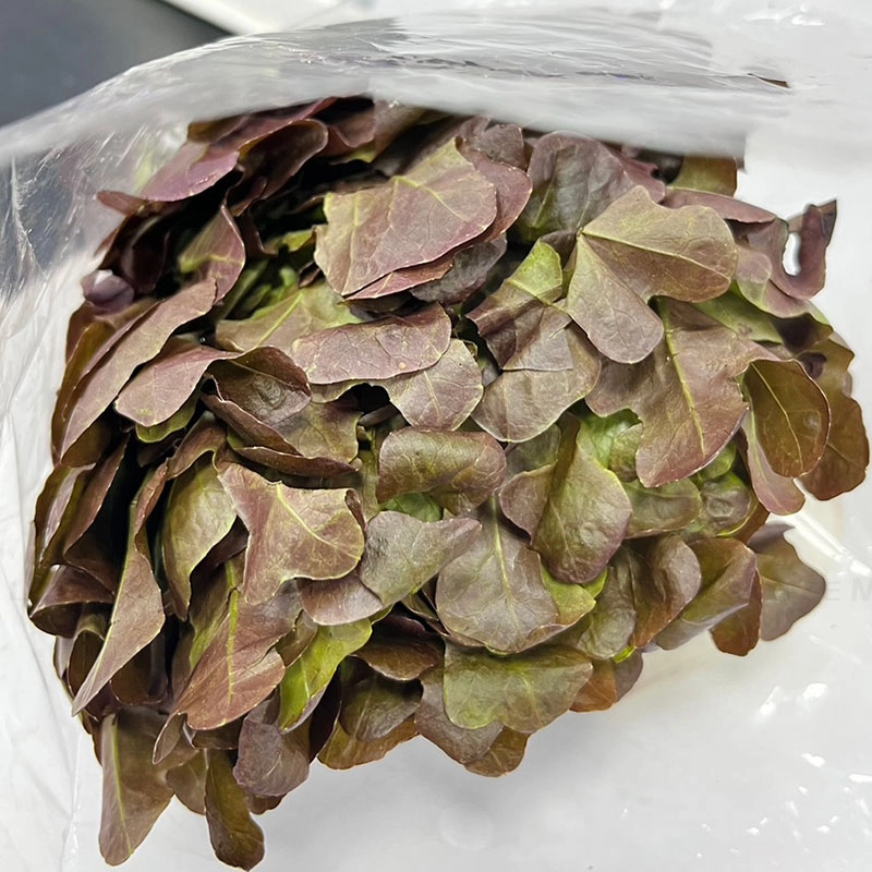 VITEC FARM 수경재배 적오크상추 150G 3