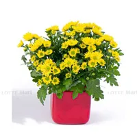 https://www.lottemart.vn/media/catalog/product/cache/200x200/8/9/8935077380750.jpg.webp
