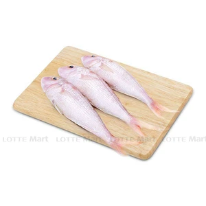 실꼬리돔 500G (Kg) 1