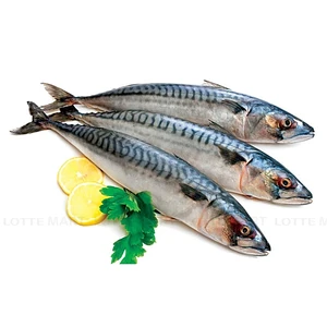 노르웨이산 점보 참고등어 550G (Kg) 1