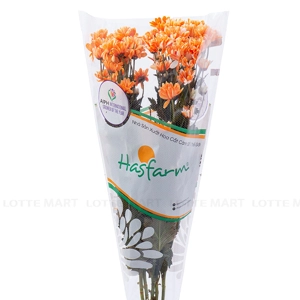 Dalat Hasfarm 염색 국화 (랜덤 컬러 배송)
