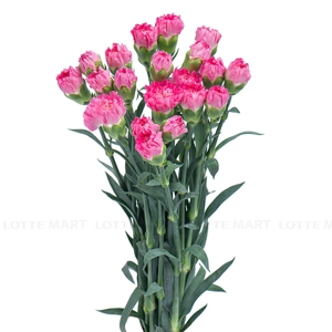 Dalat Hasfarm 카네이션 꽃 (색상랜덤) 1