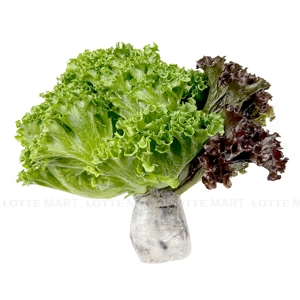 Ptfarm 수경재배 믹스 샐러드 150G 1