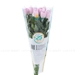 https://www.lottemart.vn/media/catalog/product/cache/75x75/8/9/8935077310511-1.jpg.webp