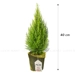 https://www.lottemart.vn/media/catalog/product/cache/75x75/8/9/8935077355062-1.jpg.webp