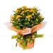 https://www.lottemart.vn/media/catalog/product/cache/75x75/8/9/8935077380026-1.jpg.webp