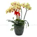 https://www.lottemart.vn/media/catalog/product/cache/75x75/8/9/8935077380217.jpg.webp