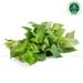 https://www.lottemart.vn/media/catalog/product/cache/75x75/8/9/8936200655028-1-bb_1.jpg.webp